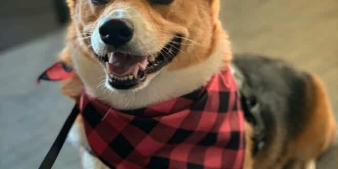 Bennie the Corgi: village celebrity and house-sitter favourite