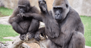 Fuengirola seniors can visit Bioparc for free this December