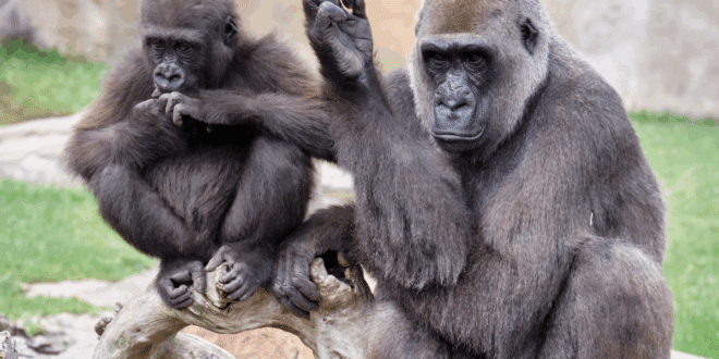 Fuengirola seniors can visit Bioparc for free this December