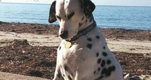 Dog-sitters soon learn that Daisy worships the sun