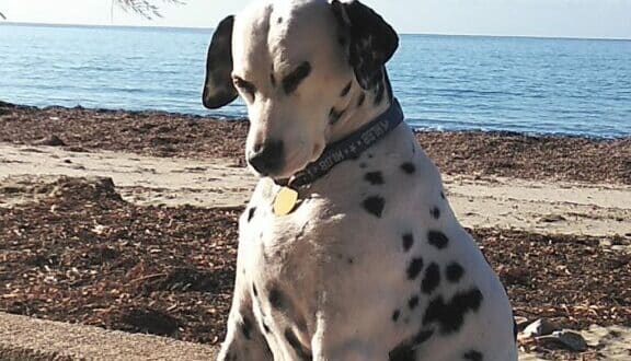 Dog-sitters soon learn that Daisy worships the sun