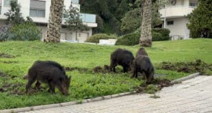 Archers contracted to deal with excess wild boars in Malaga city in 2026