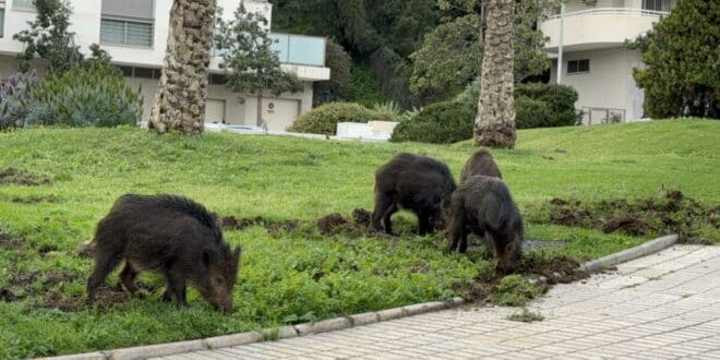 Archers contracted to deal with excess wild boars in Malaga city in 2026