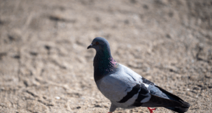 Costa del Sol’s notorious “Pigeon Poo Thief” strikes again