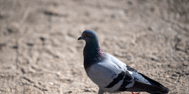 Costa del Sol’s notorious “Pigeon Poo Thief” strikes again