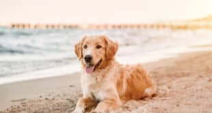 Canine congress: Marbella host first ever “pet friendly” congress, promoting responsible pet ownership