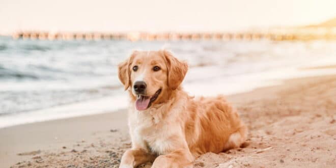 Canine congress: Marbella host first ever “pet friendly” congress, promoting responsible pet ownership