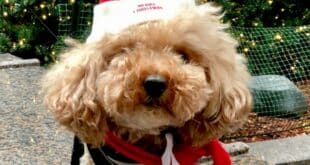 Petey loves the lights – house-sitters beware!