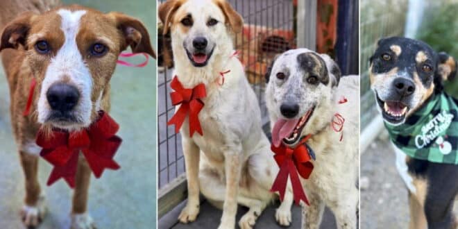 ACE – SHIN animal sanctuary celebrates 26th anniversary and Christmas together