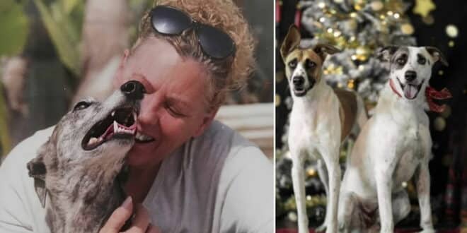 Last Chance Rescue: Christmas plea – gift life