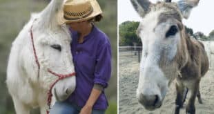 Amaya’s year: 2025 has marked a major turn around for the donkeys of Mijas & all for the vision of one woman