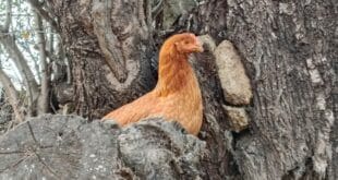 Free-range eggs are gone in Spain, but the premium price remains