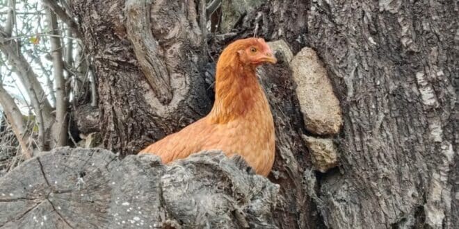 Free-range eggs are gone in Spain, but the premium price remains