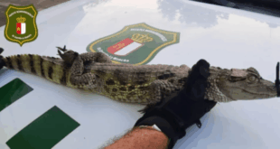 Exotic alligator is rescued from reservoir after being dumped by owners in Spain