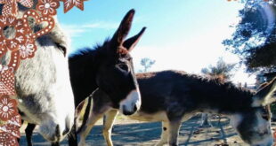 Donkey Dreamland celebrates the festive season with Mijas donkeys and their Christmas Fair