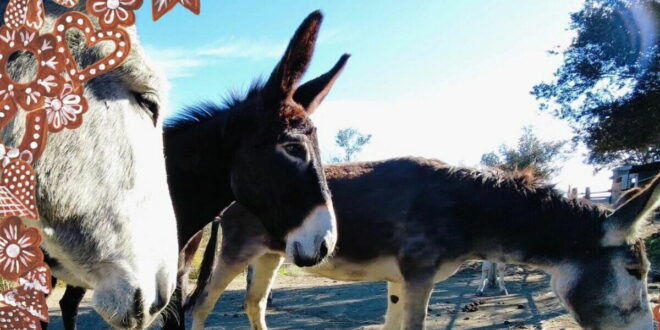 Donkey Dreamland celebrates the festive season with Mijas donkeys and their Christmas Fair