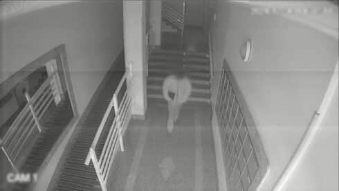 Bogus electricity inspector gang steal €100k from dozens of elderly people across Spain