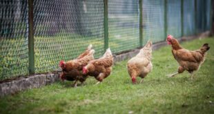 European health officials urge pandemic preparedness amid bird flu outbreaks