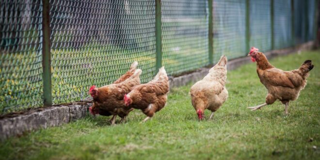 European health officials urge pandemic preparedness amid bird flu outbreaks