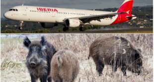 Flights diverted from airport in northern Spain after wild boars rush onto runway