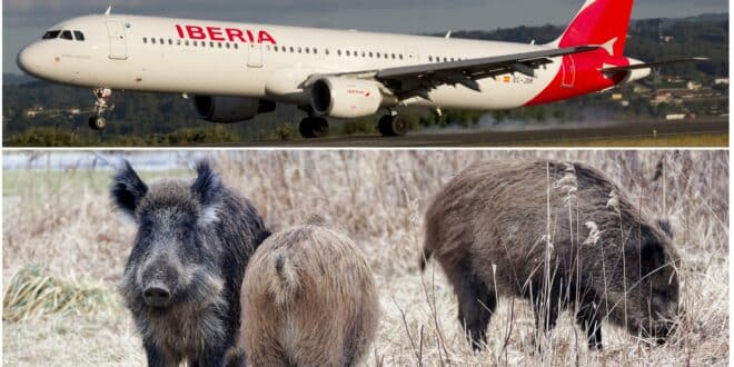 Flights diverted from airport in northern Spain after wild boars rush onto runway