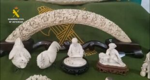 Police seize 32 pieces carved from elephant ivory worth €3.6m from Valencia home