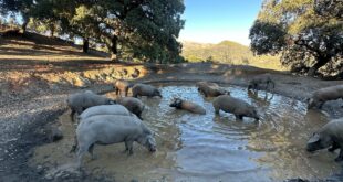 The Genal Valley’s incredible copper forest is the perfect winter escape, especially to visit its amazing black pigs, writes Jon Clarke 