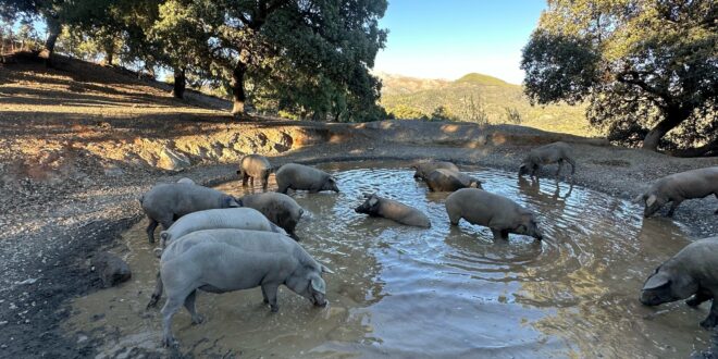 The Genal Valley’s incredible copper forest is the perfect winter escape, especially to visit its amazing black pigs, writes Jon Clarke 