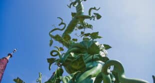 Panto season at Salón Varietés, Fuengirola: Jack & the Beanstalk