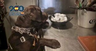 Benidorm ‘best in Europe’ coffee shop and a bar are busted for selling drugs in city’s tourist zone