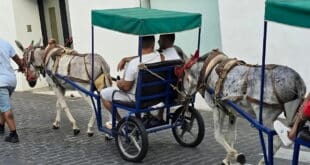 Donkey taxi fight continues: Local animal protection groups meet with Mijas mayor