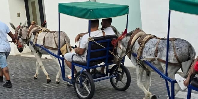 Donkey taxi fight continues: Local animal protection groups meet with Mijas mayor