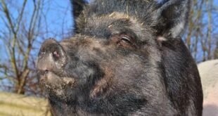 Spain’s mystery swine fever outbreak declared a national emergency – as finger of blame points at high-security lab undergoing building works