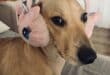 Jimmy’s a sensitive soul, house-sitters walk him with earmuffs