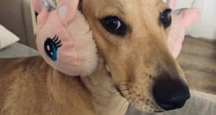 Jimmy’s a sensitive soul, house-sitters walk him with earmuffs