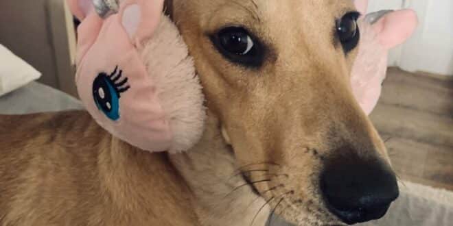 Jimmy’s a sensitive soul, house-sitters walk him with earmuffs