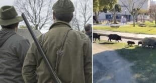 Public boar hunt in Alhaurin de la Torre – Council warns keep away