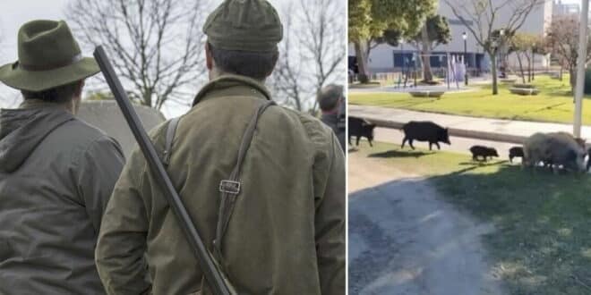 Public boar hunt in Alhaurin de la Torre – Council warns keep away