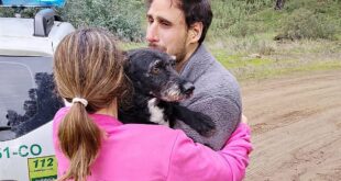 Boro, the dog of a pregnant Malaga woman in critical condition after the Adamuz train accident, is rescued and will now return to his family