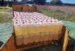 Fifteen arrested in Cadiz and Malaga, dismantling a network supplying stolen fuel to narco-boats