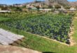 British expats among hundreds facing eviction to make way for ‘corporate greed’ mass-tourism complex on the Costa del Sol