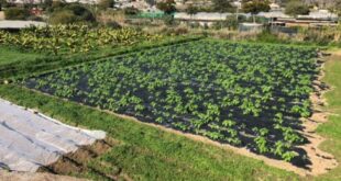 British expats among hundreds facing eviction to make way for ‘corporate greed’ mass-tourism complex on the Costa del Sol