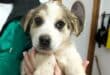 11 Spanish Mastiff puppies looking for 'furever' homes in Almeria