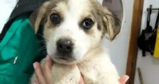 11 Spanish Mastiff puppies looking for 'furever' homes in Almeria