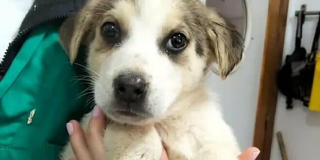 11 Spanish Mastiff puppies looking for 'furever' homes in Almeria