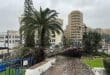 Large pine tree falls in Motril on Spain's Costa Tropical during Storm Joseph
