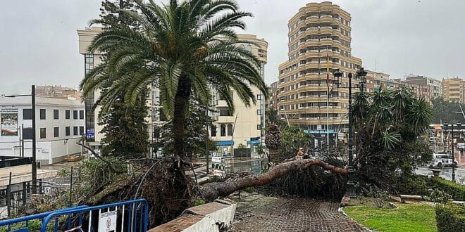 Large pine tree falls in Motril on Spain's Costa Tropical during Storm Joseph