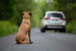 Estepona launches initiative for lost, abandoned or neglected animals