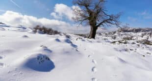 Could it snow in Costa del Sol on the day of the Kings?