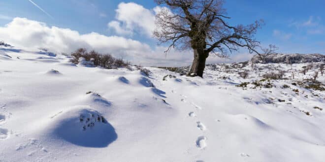 Could it snow in Costa del Sol on the day of the Kings?